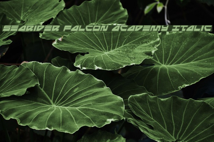 Searider Falcon Academy Italic Font examples