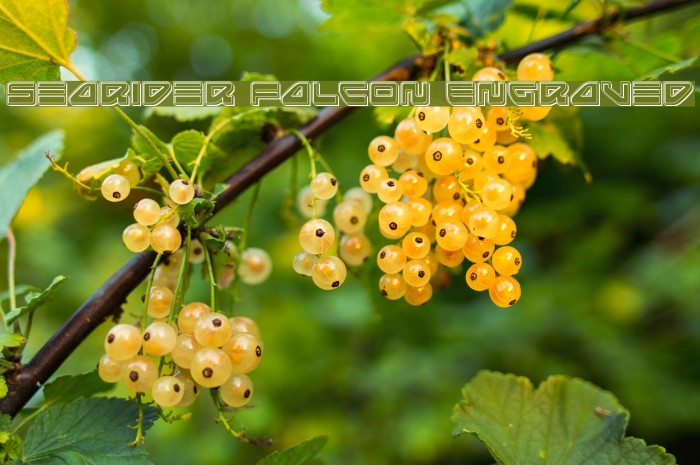 Searider Falcon Engraved Example 3