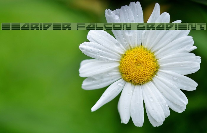 Searider Falcon Gradient Example 3