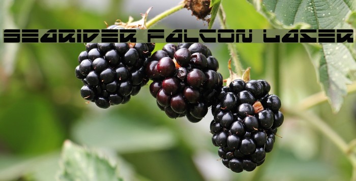 Searider Falcon Laser Example 1