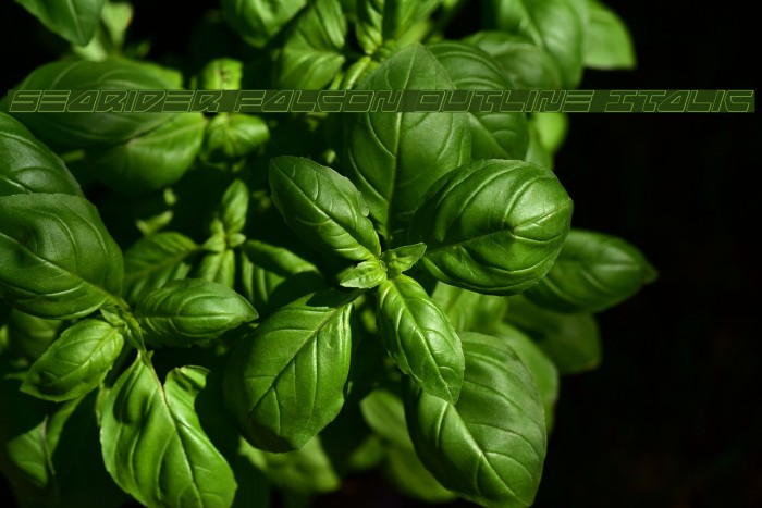 Searider Falcon Outline Italic Example 2