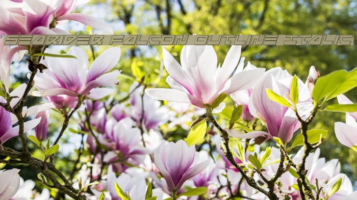 Searider Falcon Outline Italic Example 3