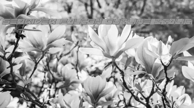 Searider Falcon Outline Italic Font examples