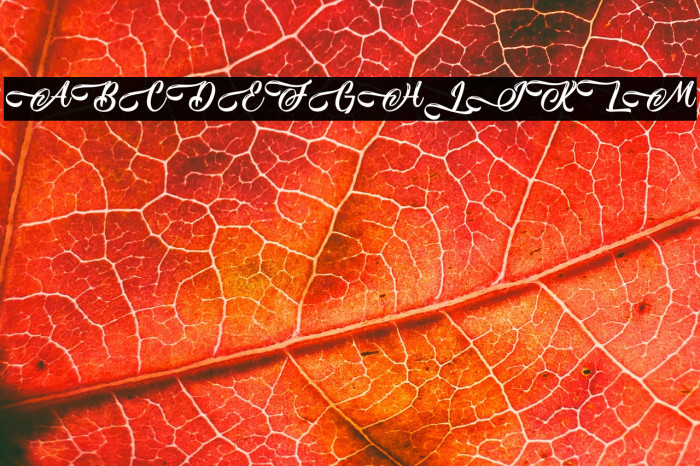 SeasideWave-PersonalUse Example 1