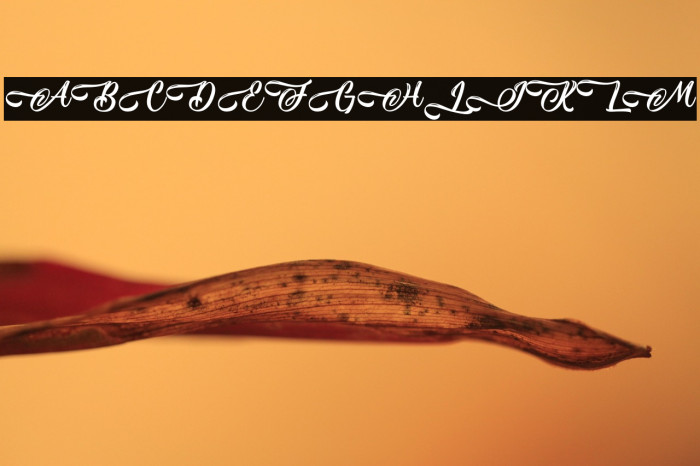 SeasideWave-PersonalUse Example 3