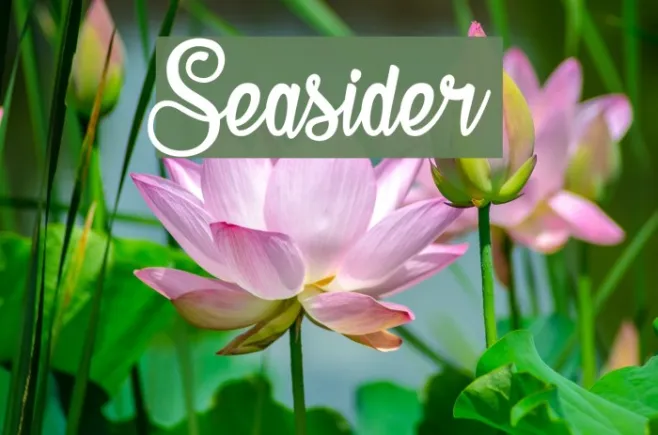 Seasider Example 2