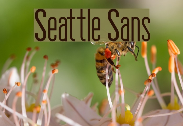 Seattle Sans Font examples
