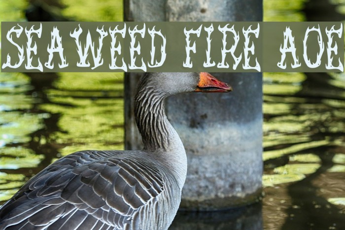 Seaweed Fire AOE Font examples