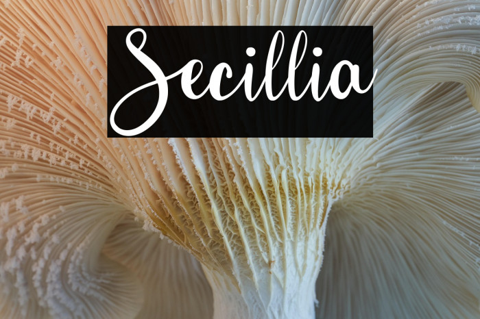 Secillia Example 3