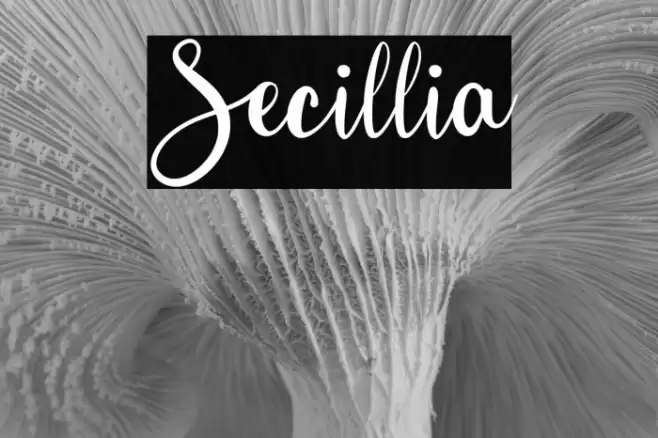 Secillia خط examples