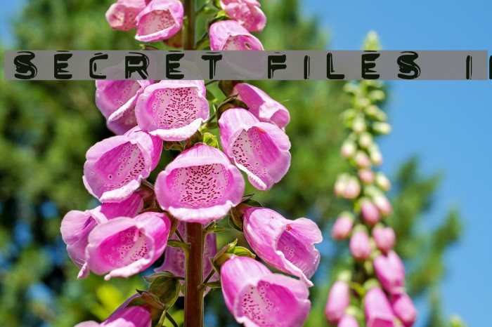 Secret Files II Font examples