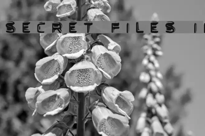 Secret Files II Шрифта examples
