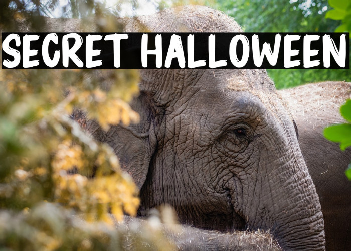 Secret Halloween Example 2