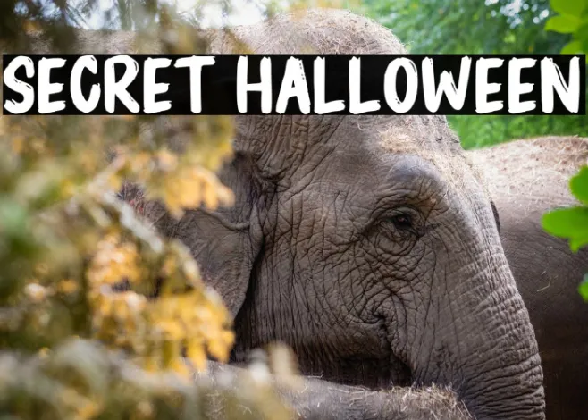 Secret Halloween Example 2