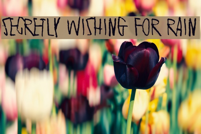Secretly wishing for rain Font examples