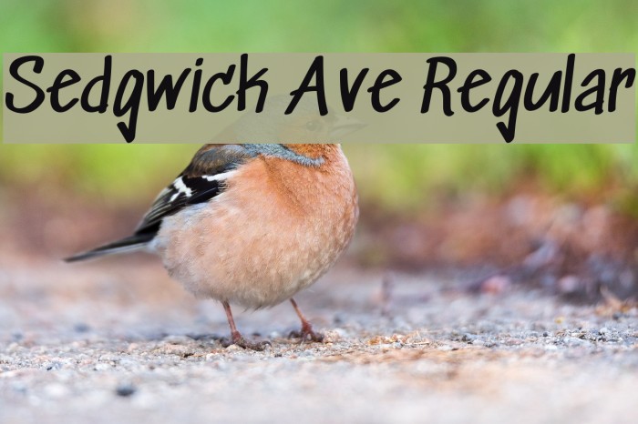 Sedgwick Ave Regular Font examples