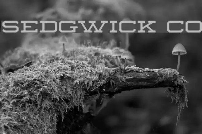 Sedgwick Co Font examples