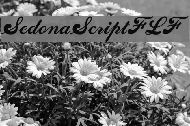 SedonaScriptFLF Font examples