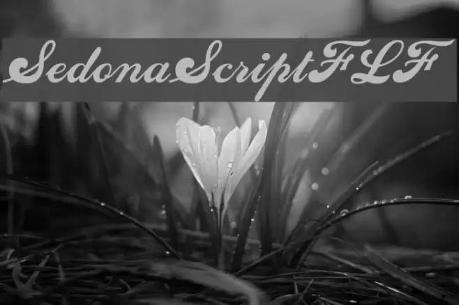 SedonaScriptFLF Font examples