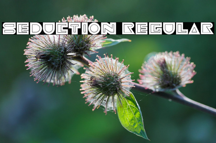 Seduction Regular Example 2