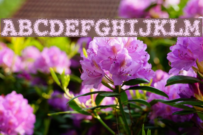 SeeYourPoint Font examples