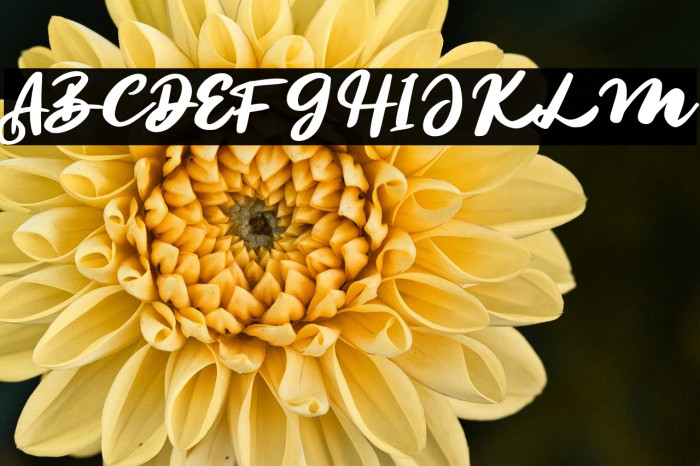 SegoulFREE Example 1