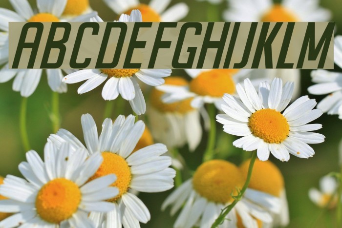 SeilsSans-Italic Example 2