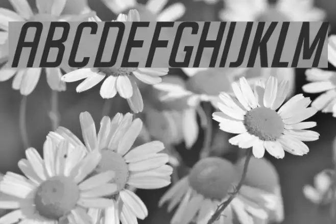 SeilsSans-Italic Font examples