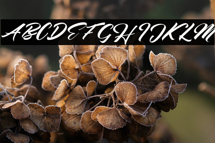 Seinna Grace Example 3