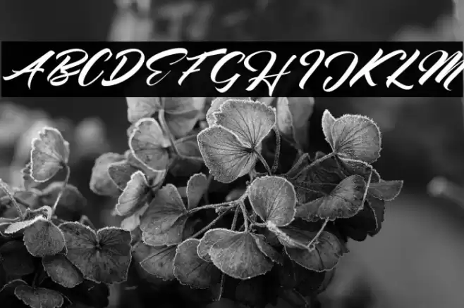 Seinna Grace Font examples