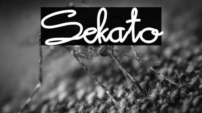 Sekato Font examples