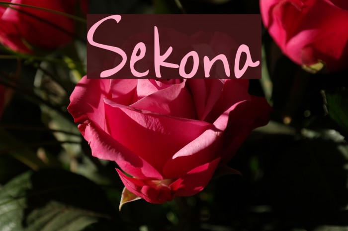 Sekona Font examples