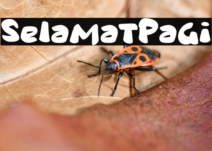 Selamat Pagi Example 3