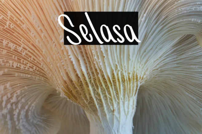 Selasa Example 3