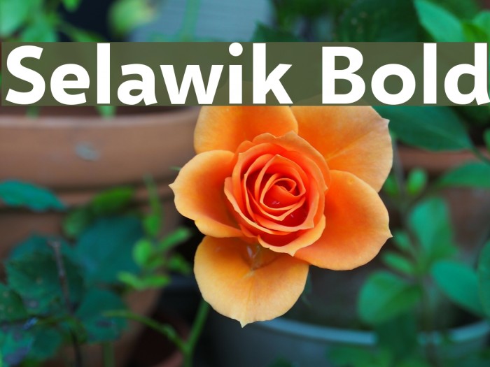 Selawik Bold Font examples