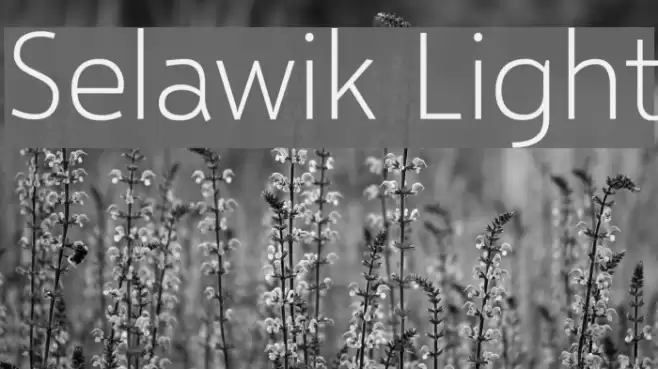 Selawik Light Font examples