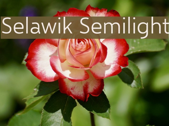 Selawik Semilight Font examples