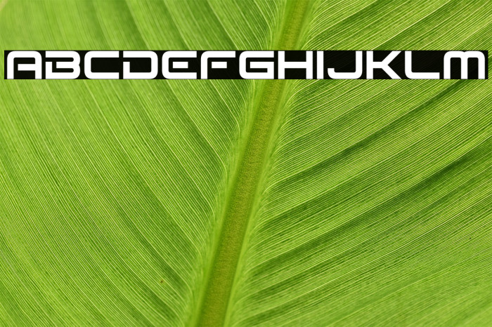 Seldom Scene Font examples