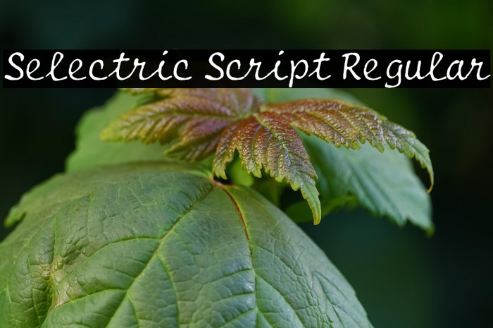 Selectric Script Regular Example 1