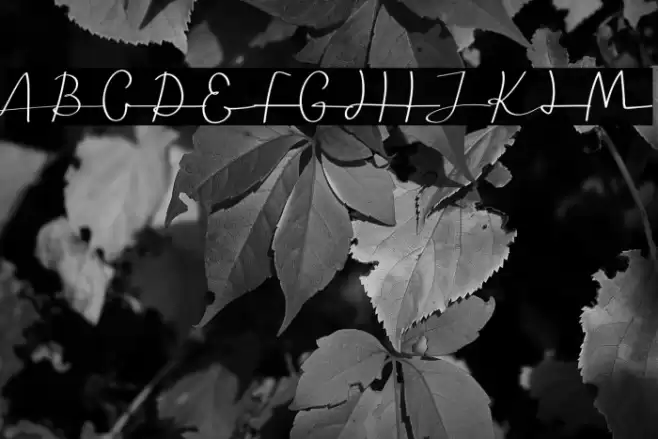 Seledina Free Trial Caratteri examples