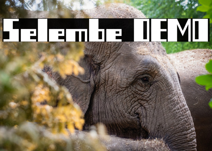 Selembe DEMO Example 2