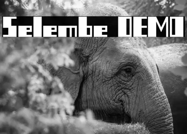 Selembe DEMO Font examples