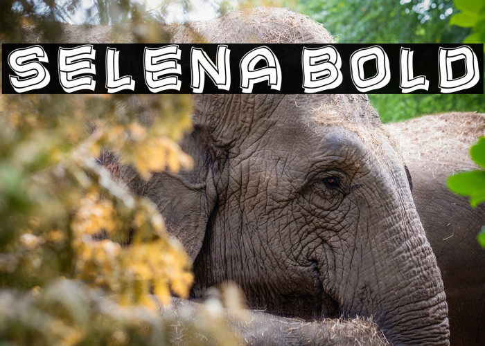 Selena Bold Example 3