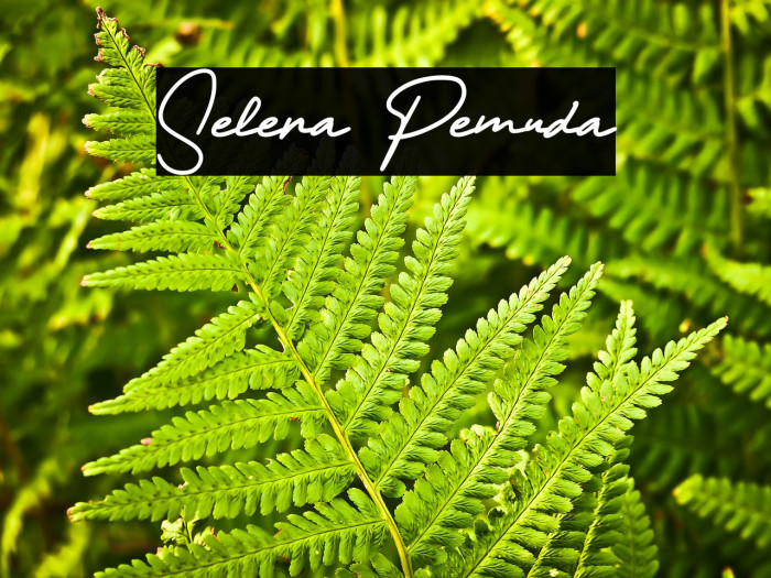 Selera Pemuda Example 3