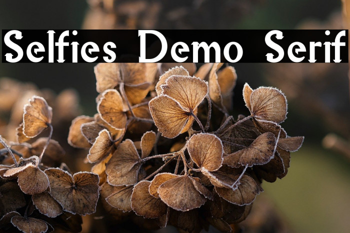 Selfies Demo Serif Example 1