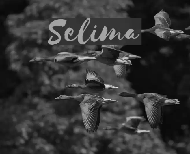 Selima Font examples