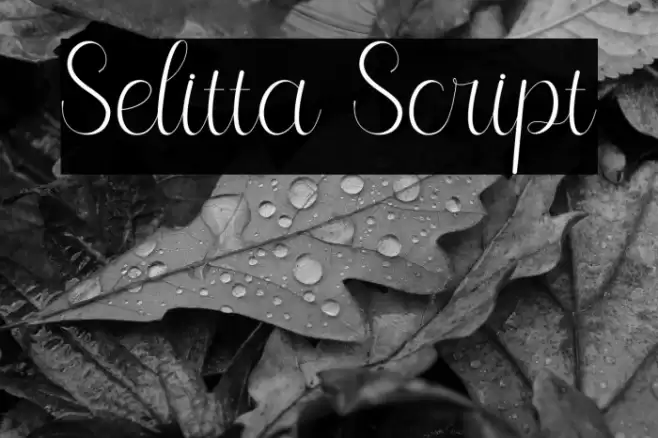 Selitta Script Font examples