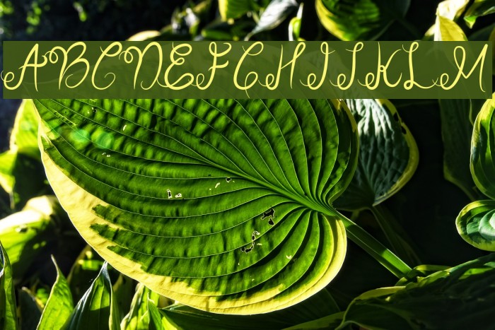 Sellebeew Font examples