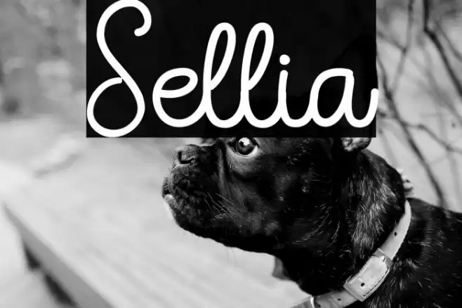 Sellia Font examples
