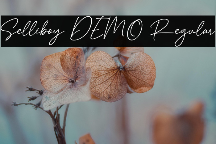 Selliboy DEMO Regular Example 1